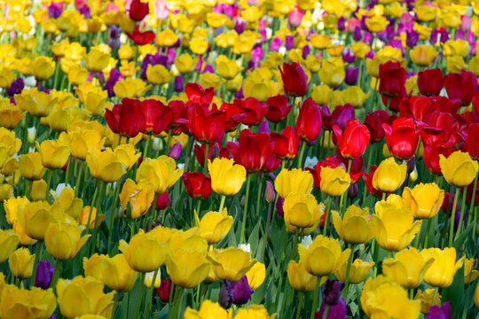Tulip field in full bloom with yellow and red flowers. Spring blooming background for your projects.