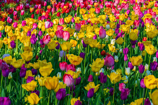 Yellow, pink and purple tulips blooming in field. Beautiful flowers in full bloom. Spring background for your projects.