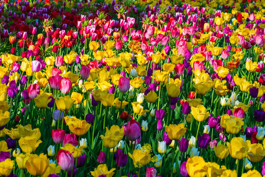 Beautiful flowers in full bloom. Yellow, pink and purple tulips blooming in field. Spring background for your designs.