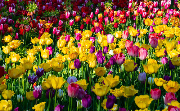 Yellow, red and purple tulips blooming in field. Beautiful flowers in full bloom. Bright spring background for your projects.