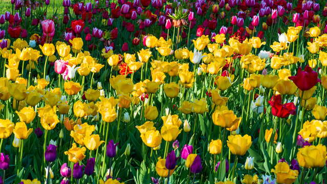 Vibrant yellow and purple tulips bloom in a sunny garden. Beautiful colorful spring flowers field on a bright day. Natural floral background.