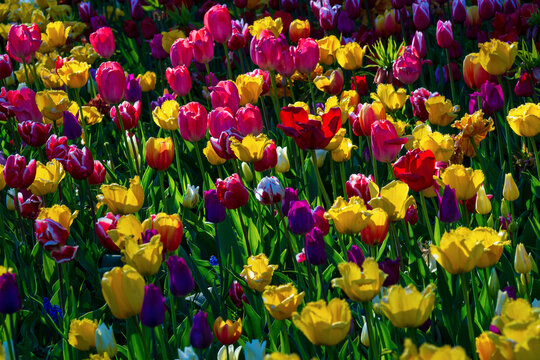Vibrant colorful tulips bloom in spring garden field. Beautiful multicolored red, yellow, and purple flowers under warm sunlight. Scenic natural background for your projects.