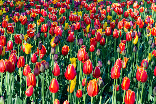 Red, yellow and purple tulips blooming in field. Beautiful flowers grow in sunny garden. Vibrant spring atmosphere background.