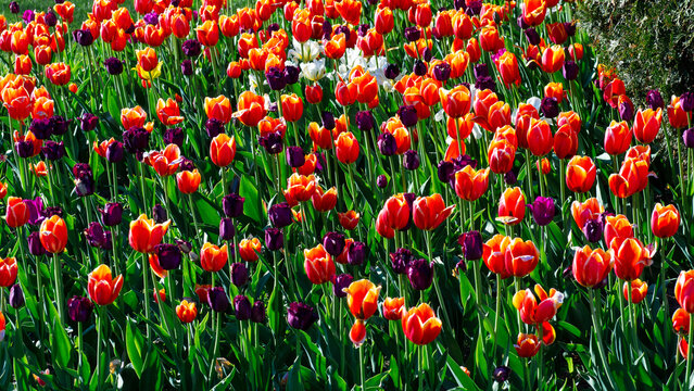 Red and purple tulips blooming in field. Beautiful flowers grow in sunny garden. Vibrant spring atmosphere background.