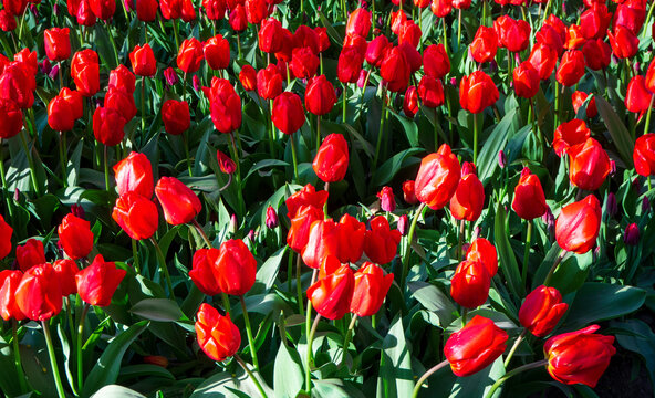 Red tulips blooming in sunny field. Beautiful flowers grow in spring garden. Vibrant floral background for your projects.