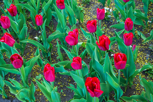 Vibrant red tulips grow in dark soil during spring. Beautiful fresh flowers with green leaves in public park. Natural background view from above.