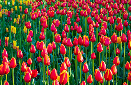 Vast field of tulips bursts with red and yellow blooms, their petals vivid against lush green foliage. Colorful landscape radiates vibrancy and natural harmony. Natural background for your designs.