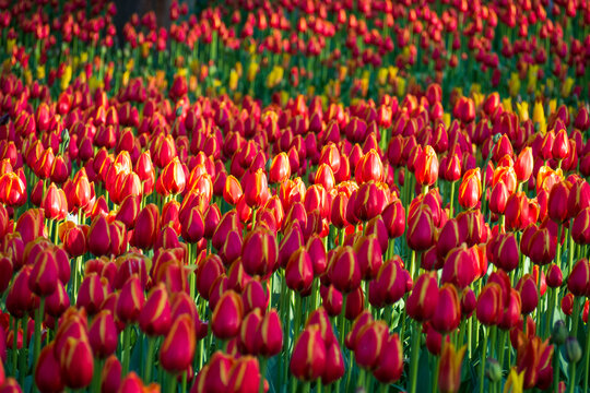 Endless field of red tulips blooming in golden sunset light. Beautiful dense floral background for spring design. Concept of warmth and abundance. Natural background for your projects.