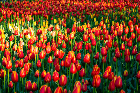 Endless field of red tulips blooming in warm sunlight. Beautiful dense floral background for spring design. Concept of warmth and abundance.