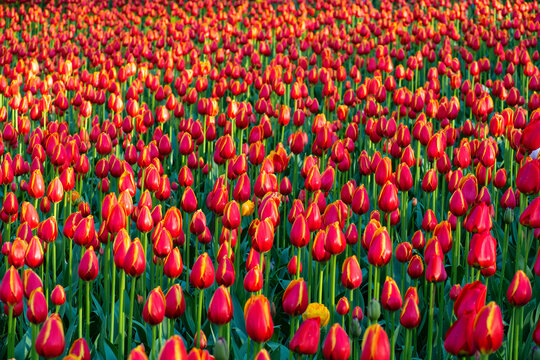 Endless field of red tulips with yellow stripes blooming in park on sunny day. Nature vitality concept. Beautiful dense floral background for spring design.