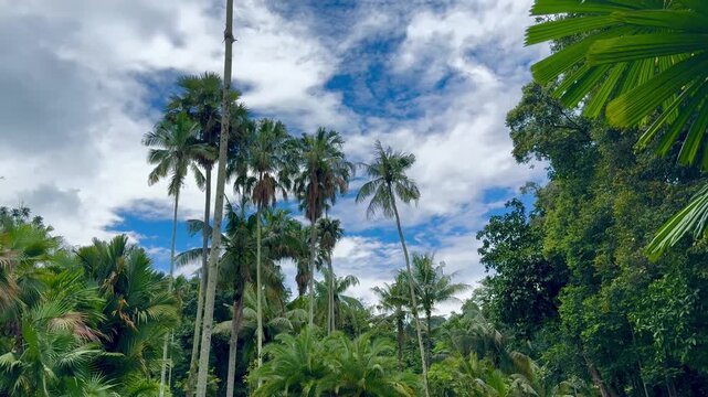 Palm trees and blue sky