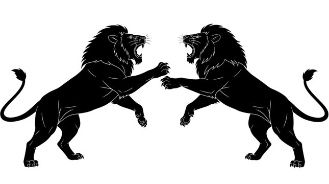 Two male lions fighting in silhouette
