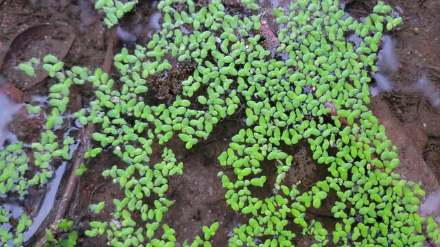 Vibrant green moss patches thriving on dark textured forest stone surfaces
