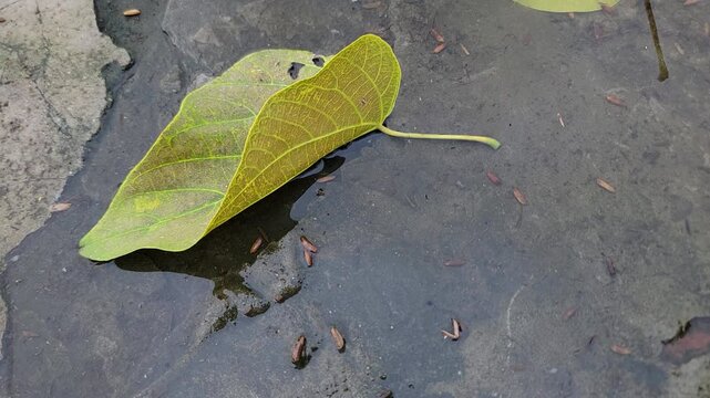 A single yellow autumn leaf resting on a wet dark concrete ground surface