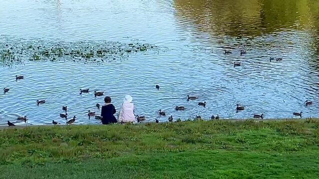 ducks on the lake