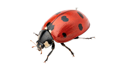Small black and red ladybug ladybird beetle isolated on transparent background cut out © Ivan