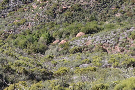 Red Shanks Chaparral is a threatened irresistible plant community denoted by prominence of native Adenostoma Sparsifolium, which finds refuge in the Santa Monica Mountains.