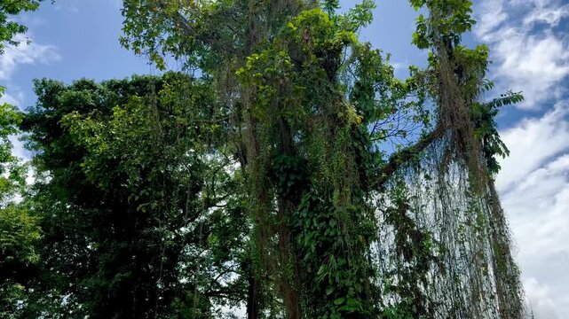 Aerial roots of trees against the sky