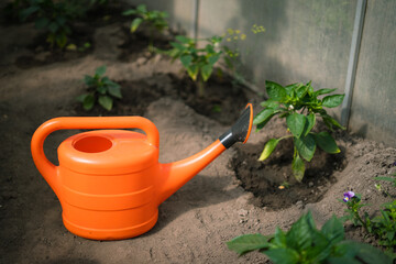 Orange watering can beside pepper plants in home garden landscape   © Maria A