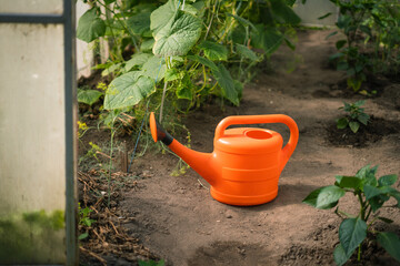 Orange watering can in greenhouse among cucumber plants for home garden care and harvest   © Maria A