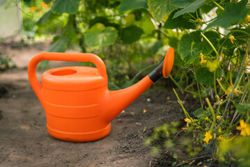 Orange watering can placed in vegetable garden during summer gardening   © Maria A