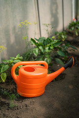 Orange watering can placed next to bell pepper seedlings in garden   © Maria A