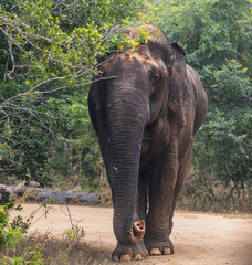Fototapeta premium Wild asian elephant walking along a forest road in Yala National Park