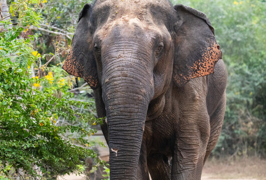Wild asian elephant walking along a forest road in Yala National Park