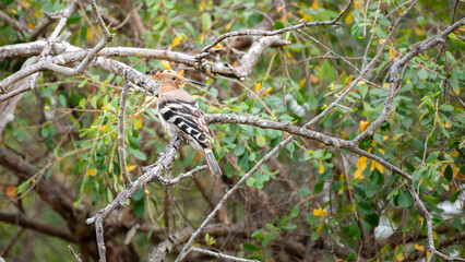 Eurasian hoopoe perched on a tree branch in Yala National Park © nilanka