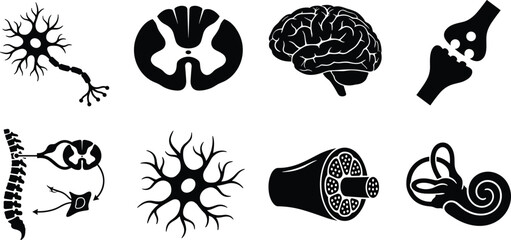 Nervous System Anatomy Silhouette Icon Set with Brain Neurons Spine and Neural Structures © MstEsmotara