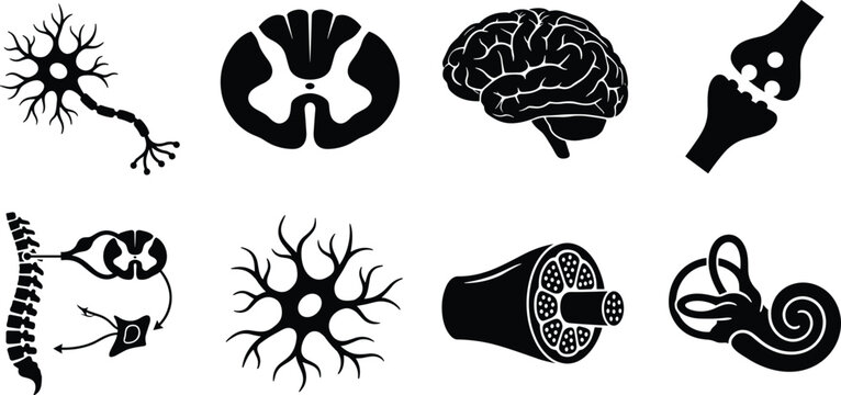 Nervous System Anatomy Silhouette Icon Set with Brain Neurons Spine and Neural Structures