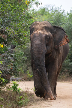 Wild asian elephant walking along a forest road in Yala National Park