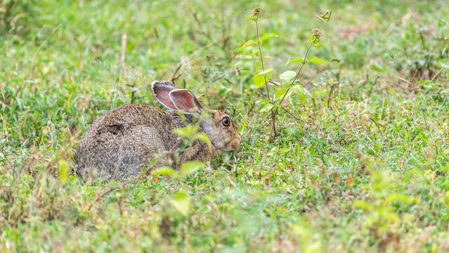 Rabbit hiding on the forest floor in a grassy habitat in Yala National Park.