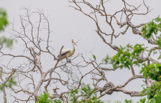 Spot-billed pelican carrying nesting material on a tree branch in the wild