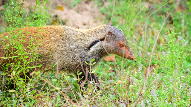 Stripe-necked mongoose (Urva vitticolla) walking through green grass in Yala National Park