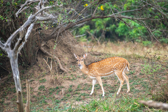 Ceylon spotted deer standing alert in a natural forest habitat in Yala National Park