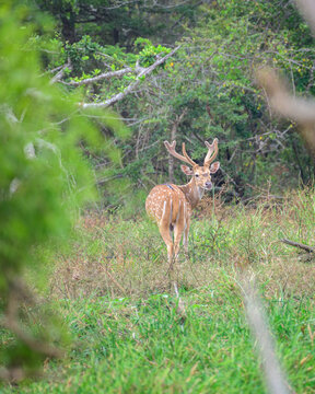 Spotted deer stag standing with big antlers in a forest clearing and looking back in Yala National Park