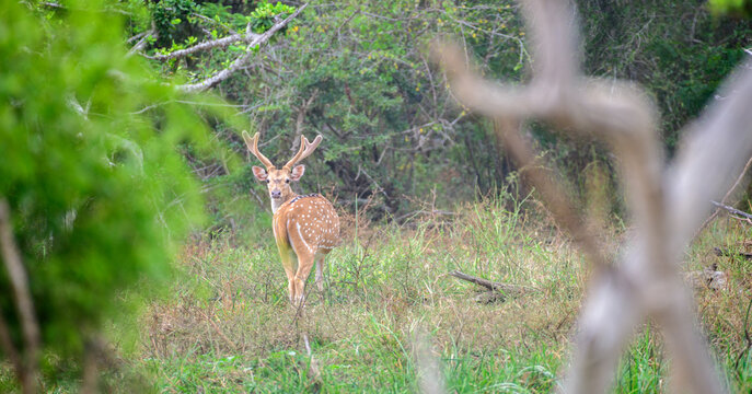 Spotted deer stag standing with big antlers in a forest clearing and looking back in Yala National Park