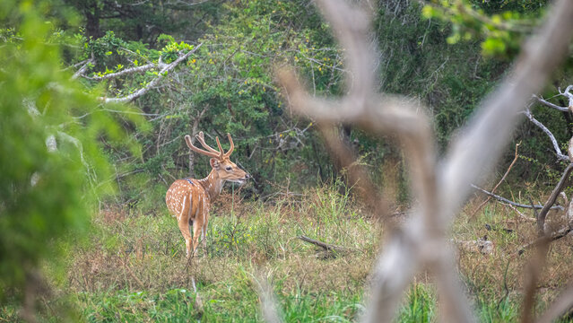 Spotted deer stag standing with big antlers in a forest clearing in Yala National Park