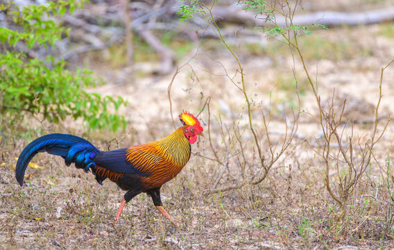 Sri Lankan junglefowl rooster walking through a dry forest habitat in Yala National Park