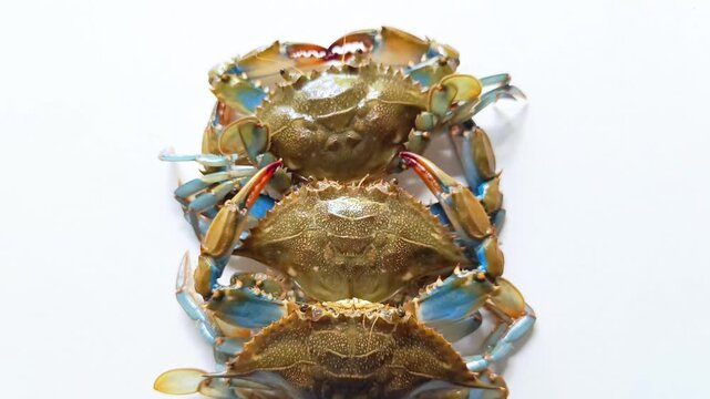 Group of three fresh live blue crabs Callinectes sapidus commonly known as jaiba azul for typical traditional dish from Guatemala