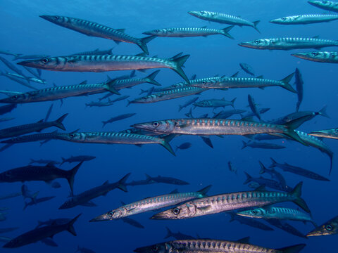 barracudas 