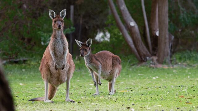 Two wild kangaroos stand alert on green grass in Australia during the afternoon light while looking towards the camera