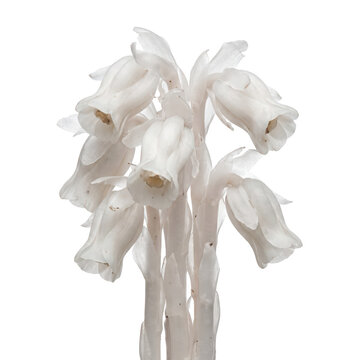 Ghost plant still life delicate white indian pipe flowers on a dark backdrop