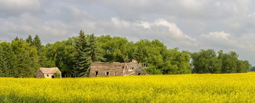 Weathered Abandoned Barn and Farmhouse in Blooming Canola Field Under Storm Clouds