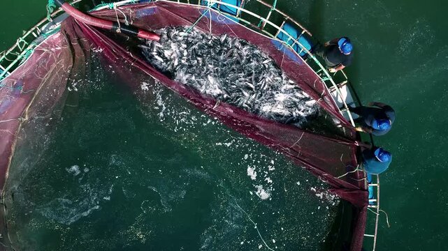Workers at a reservoir trout farm pull a harvest net and gather fish beside a small boat. The scene shows cage farming, active trout, teamwork and a commercial aquaculture harvest process in progress.