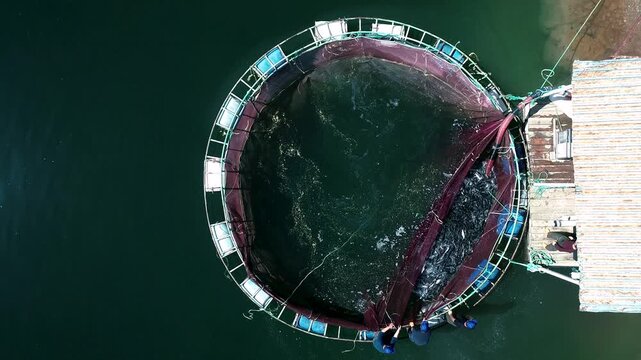 Workers at a reservoir trout farm pull a harvest net and gather fish beside a small boat. The scene shows cage farming, active trout, teamwork and a commercial aquaculture harvest process in progress.