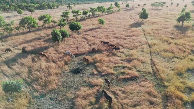 Drone flyover of horses running across dry savanna in Sumba Island, Indonesia