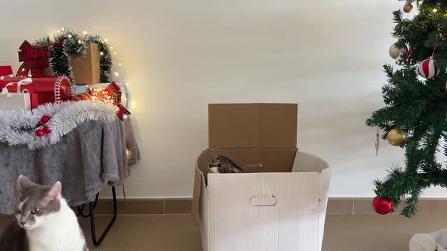 Gatos jugando en la caja de adornos de Navidad