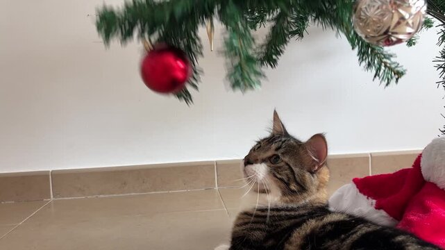 Gatito intentando atrapar una bola del &aacute;rbol de Navidad